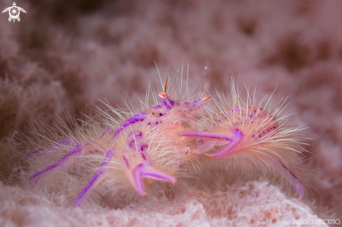 A Lauriea siagiani | Squat lobster