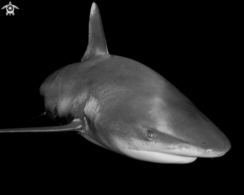 A Carcharhinus longimanus | Oceanic White Tip Shark