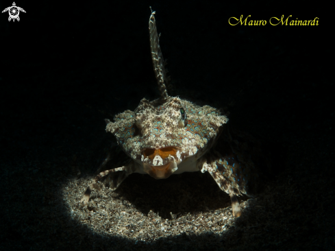 A Dactylopus dactylopus | Fingered dragonet