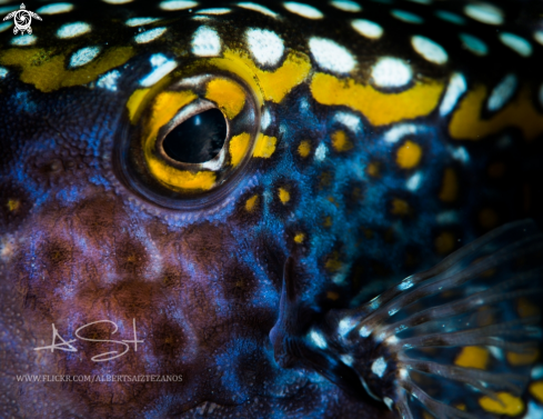 A Spotted Boxfish