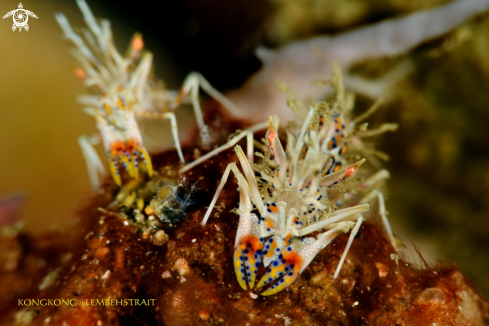 A Tiger Shrimps