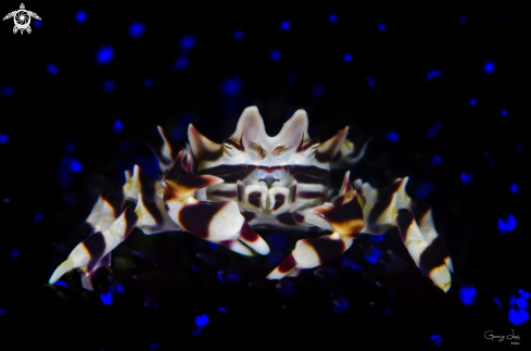 A Zebra Crab on fire Urchin