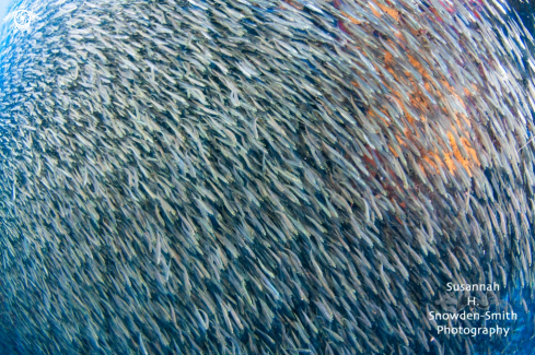 A Menidia menidia | Silversides