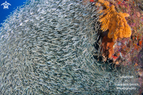 A Menidia menidia | Silversides