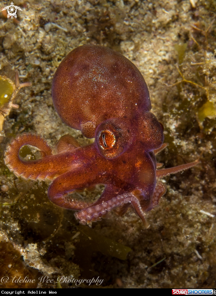 A Juvenile reef octopus