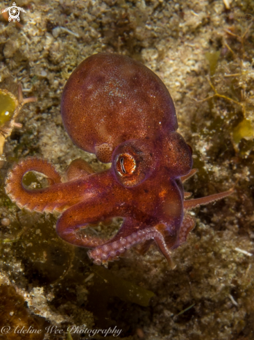 A Juvenile reef octopus