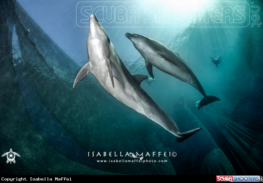 A Dolphins