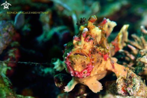 A Frogfish