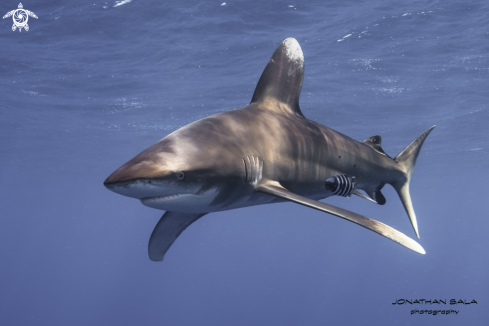 A Oceanic White Tip Shark