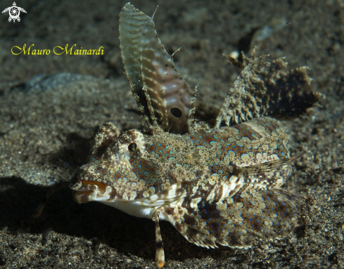 A Dactylopus dactylopus | Fingered dragonet