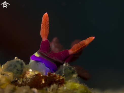 A Nudibranch