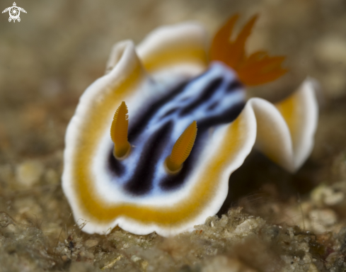 A chromodoris magnifica | Nudibranch