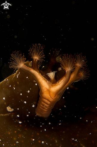 A Stalked Jellyfish