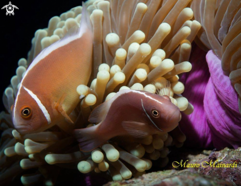 A Amphiprion perideraion | Clownfish