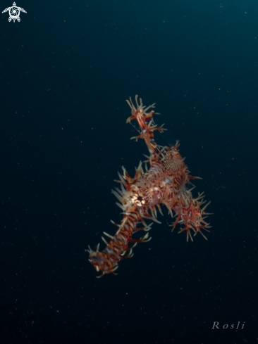 A Ghost Pipefish