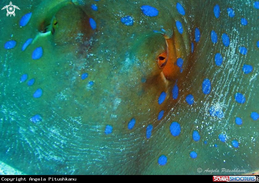 A Bluespotted ribbontail ray