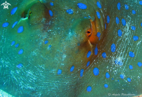 A Bluespotted ribbontail ray