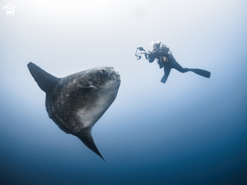 A Mola ramsayi | Southern Ocean Sunfish