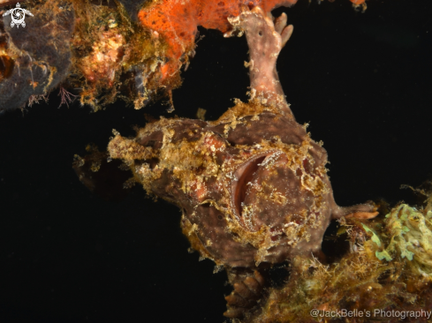 A Painted frogfish