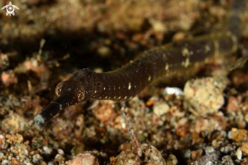 A Syngnathinae | Pipefish