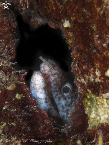A Spotted moray eel
