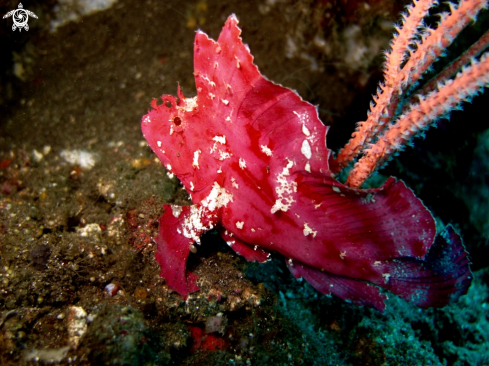 A Scorpion leaf fish