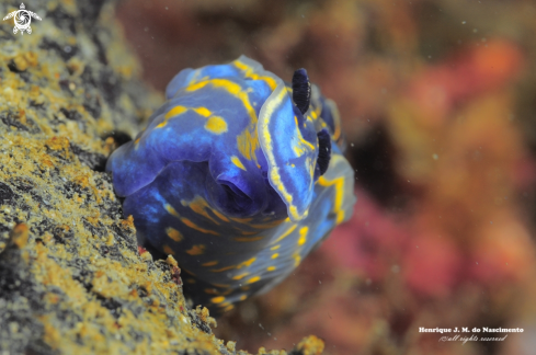 A Felimare cantabrica | Nudibranch