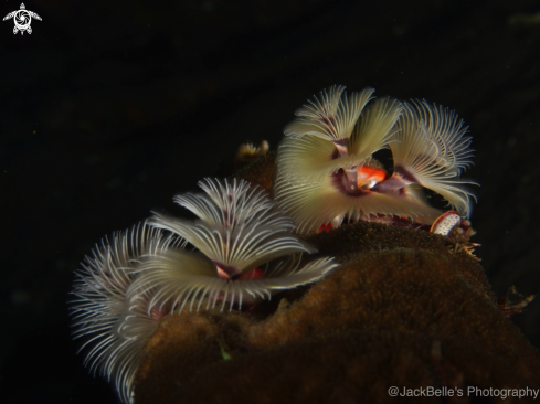 A Spirobranchus giganteus | Christmas tree worms