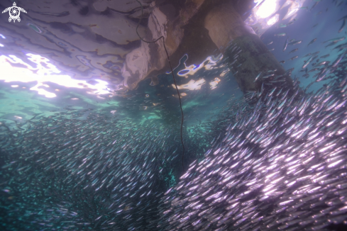 A Yellowstripe Scad Juvenile