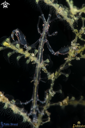 A skeleton shrimp