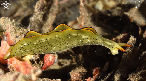 A Elysia marginata | Sacoglossan slug