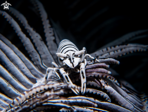 A Crinoid Shrimp