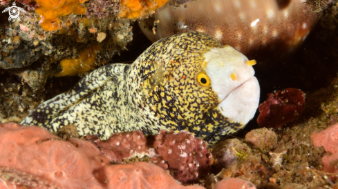 A Snowflake Moray Eel