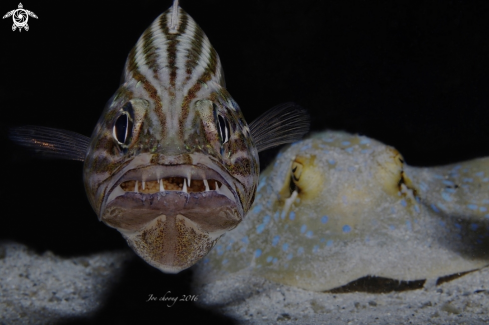 A Tiger cardinalfish v stingray