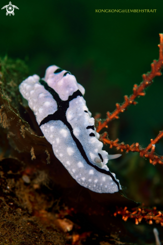 A Nudibranch