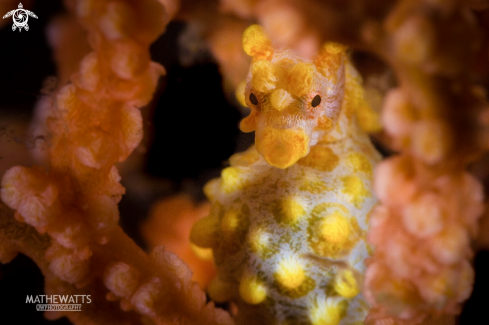 A Pygmy Seahorse