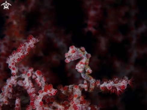 A Pygmy seahorse