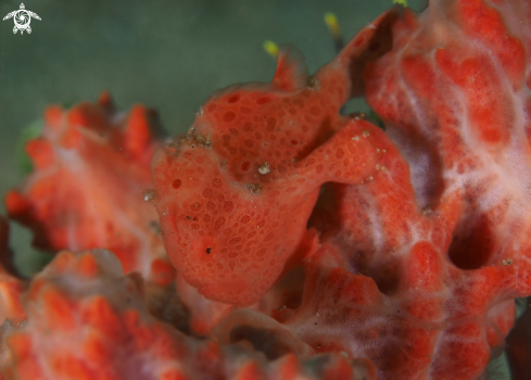 A Frogfish