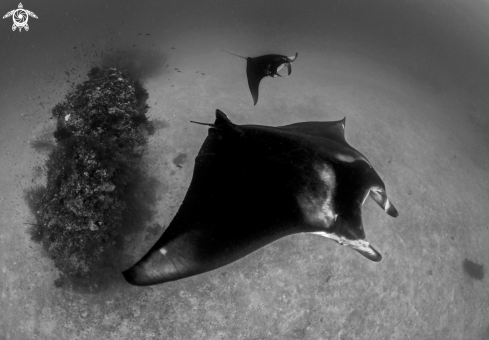 A Manta birostris | Manta birostris