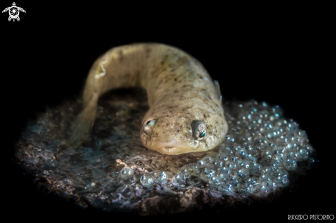 A Lepadogaster lepadogaster | Clingfish