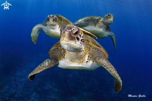 A Green turtle