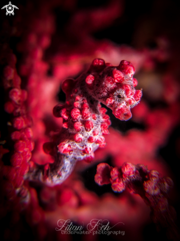 A Pygmy seahorse