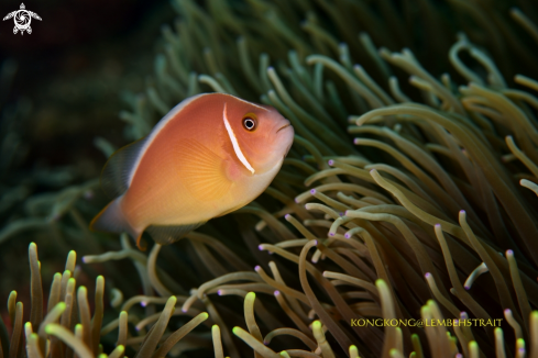 A Anemonefish