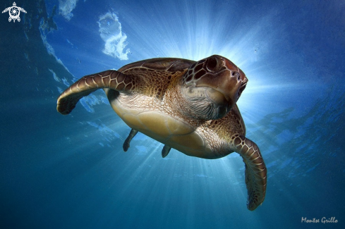 A Chelonia mydas  | Green turtle 