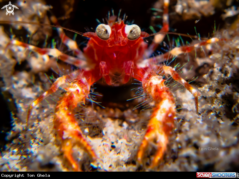 A Bug Eyed Squat lobster