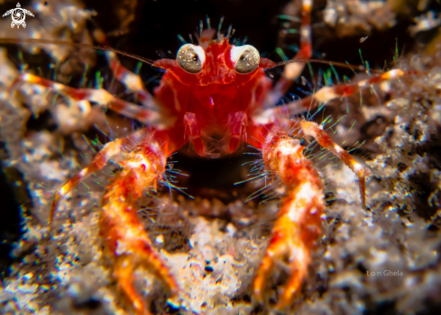 A Bug Eyed Squat lobster