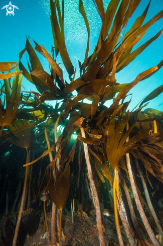 A Kelp