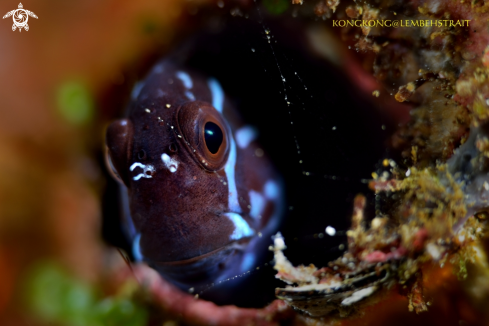 A Blenny