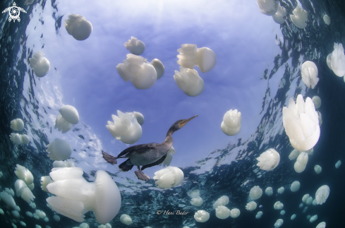 A socotra cormorant