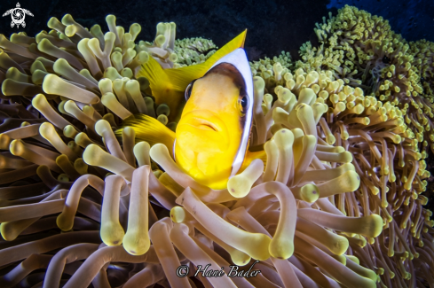 A Anemonefish